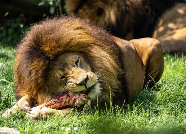 Aslan Panthera Leo Panthera Cinsindeki Dört Büyük Kediden Biridir Felidae — Stok fotoğraf