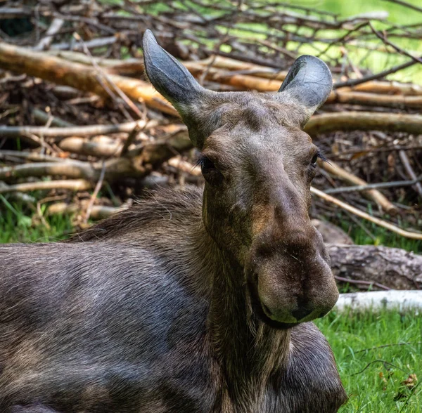 European Moose Alces Alces Také Známý Jako Los Divoký Život — Stock fotografie