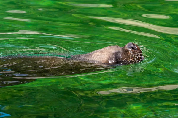 The South American sea lion, Otaria flavescens, formerly Otaria byronia, also called the Southern Sea Lion and the Patagonian sea lion