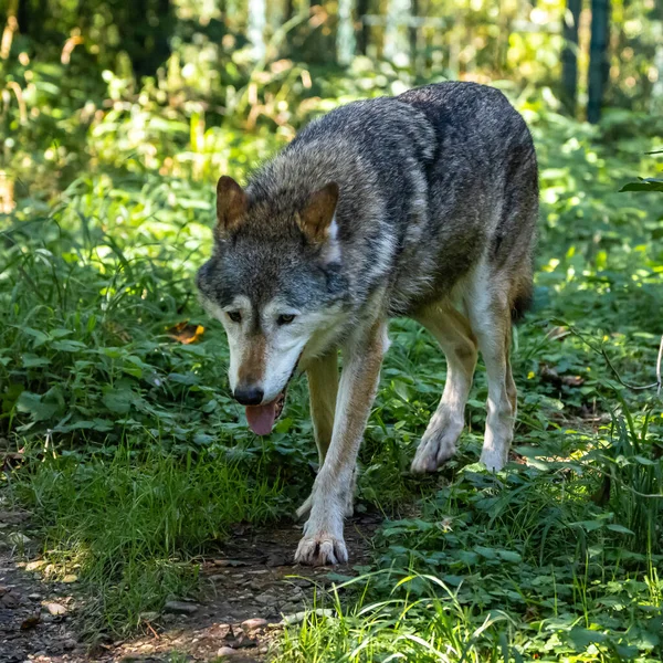 Lobo Canis Lupus También Conocido Como Lobo Gris Lobo Madera — Foto de Stock