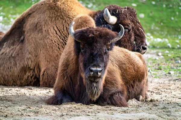 The American bison or simply bison, also commonly known as the American buffalo or simply buffalo, is a North American species of bison that once roamed North America in vast herds.