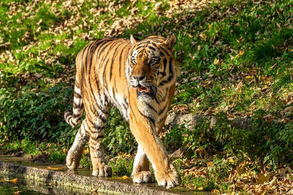 Szibériai Tigris Panthera Tigris Altaica Legnagyobb Macska Világon — Stock Fotó