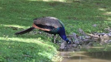 Hint Peafowl veya mavi Peafowl, Büyük ve parlak renkli bir kuş türüdür, Güney Asya 'ya özgü, fakat dünyanın diğer bölgelerinde de tanıtılan bir türdür..
