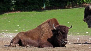Bizon ya da bizon, bir zamanlar Kuzey Amerika 'da geniş sürüler halinde yaşayan bir bizon türüdür.. 