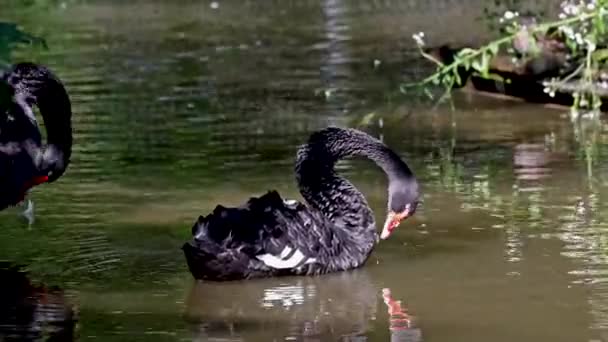 Černá Labuť Cygnus Atratus Velký Vodní Pták Druh Labutě Který — Stock video