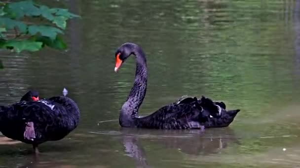 Angsa Hitam Cygnus Atratus Adalah Burung Air Besar Spesies Angsa — Stok Video