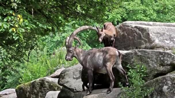 Młode Dziecko Góra Ibex Matką Skale Capra Ibex Niemieckim Parku — Wideo stockowe