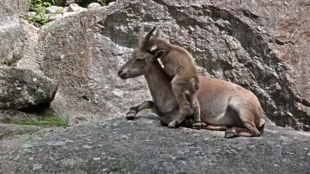Joven Bebé Montaña Ibex Con Madre Una Roca Capra Ibex — Vídeo de stock