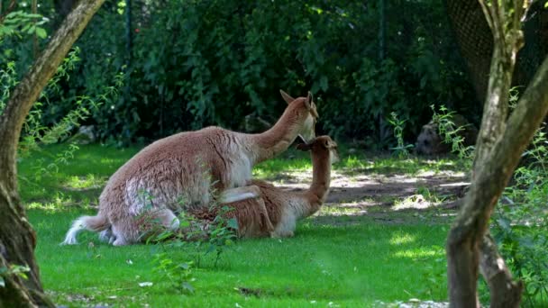 Comportement Accouplement Des Vicunas Vicugna Vicugna Parents Lama Qui Vivent — Video