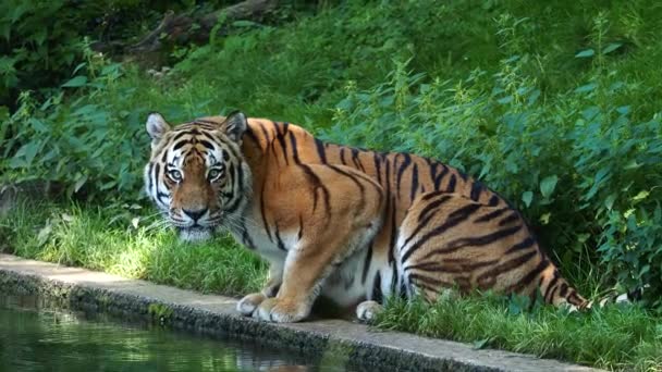 Siberian Tiger Panthera Tigris Altaica Biggest Cat World — Stock Video