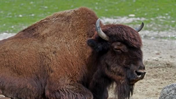 アメリカン バイソン American Bison 単にBison かつて広大な群れの中で北アメリカを歩き回っていた北米種のバイソンである — ストック動画