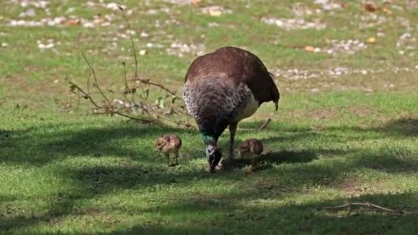 Madre India Del Búho Real Con Bebés Pequeños Peafowl Azul — Vídeos de Stock