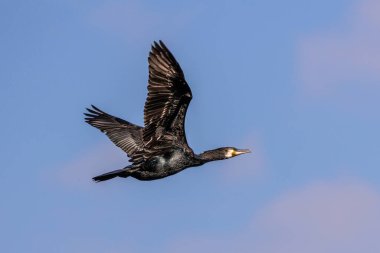 Havada uçan büyük karabatak. Kuzey yarımkürede büyük siyah karabatak olarak bilinen falakrokoraks karbonu, Avustralya 'daki siyah karabatak ve Yeni Zelanda' daki siyah tüy.