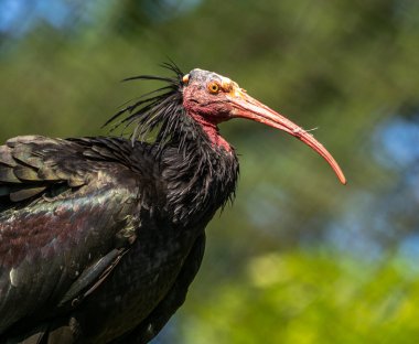 Kuzey Kel aynak, inzivaya çekilmiş aynak veya waldrapp lat.Geronticus eremita, kısır, yarı çöl veya kayalık yaşam alanlarında genellikle akan sulara yakın yerlerde bulunan bir göçmen kuşdur..