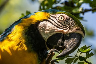 Mavi ve sarı papağan, Ara aratyası, mavi ve altın papağanı olarak da bilinir, çoğunlukla mavi üst kısımları ve açık turuncu alt kısımları olan büyük bir Güney Amerika papağanıdır.