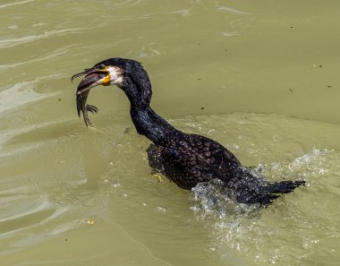 Balık yiyen büyük karabatak. Kuzey yarımkürede büyük siyah karabatak olarak bilinen falakrokoraks karbonu, Avustralya 'daki siyah karabatak ve Yeni Zelanda' daki siyah tüy.