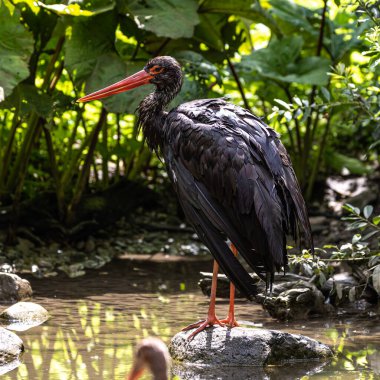 Kara leylek, Ciconia nigra leylek familyasından büyük bir kuş türü..