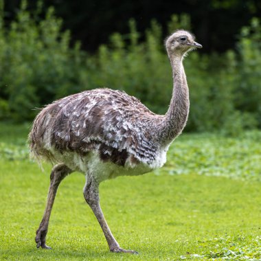 Darwin 'in Rhea' sı, Rhea pennata daha az Rhea olarak da bilinir. Büyük, uçamayan bir kuştur, fakat iki Rheas türünün en küçüğüdür..
