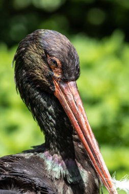 Kara leylek, Ciconia nigra leylek familyasından büyük bir kuş türü..