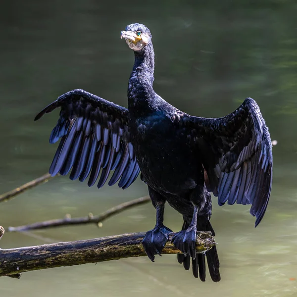 Grote Aalscholver Phalacrocorax Carbo Bekend Als Grote Zwarte Aalscholver Het — Stockfoto