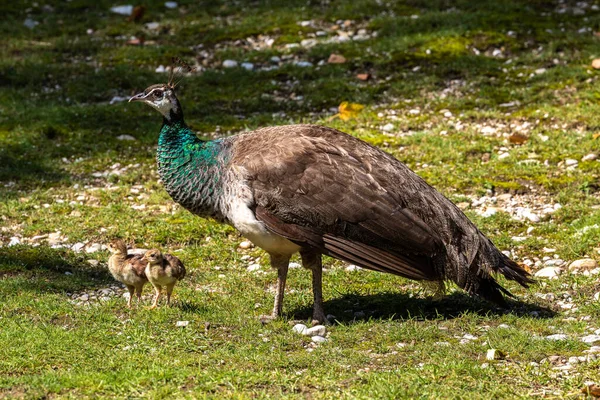 Küçük Bebekleri Olan Hint Deniz Kuşu Annesi Mavi Peafowl Pavo — Stok fotoğraf