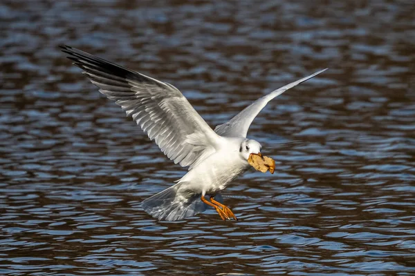 European Herring Gull Larus Argentatus Large Gull One Best Known — Stock Photo, Image