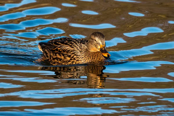 Mallard Anas Platyrhynchos Dabbling Duck Here Swimming Lake — Stock Photo, Image