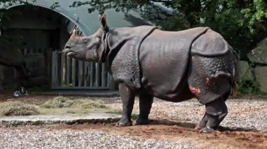 Hintli gergedan, gergedan unicornis de Büyük Tek Boynuzlu Gergedan ve Asyalı Tek Boynuzlu Gergedan olarak adlandırılır ve gergedan familyasına aittir..