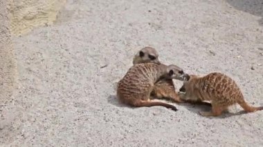 Meerkat, Suricata Suricatta hoplayıp zıplıyorlar ve birbirleriyle dövüşüyorlar.