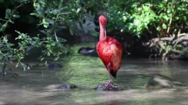 Kızıl aynak, Eudocimus ruber, Threskiornithidae familyasından bir kuş, kabuklu deniz ürünlerinin kırmızımsı renklerine hayran kalmıştır.