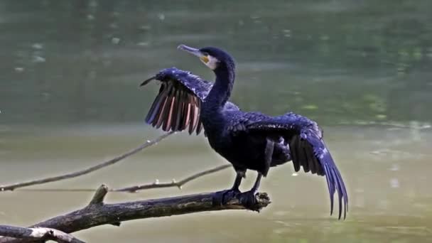 Wielki Kormoran Phalacrocorax Carbo Znany Jako Wielki Czarny Kormoran Półkuli — Wideo stockowe