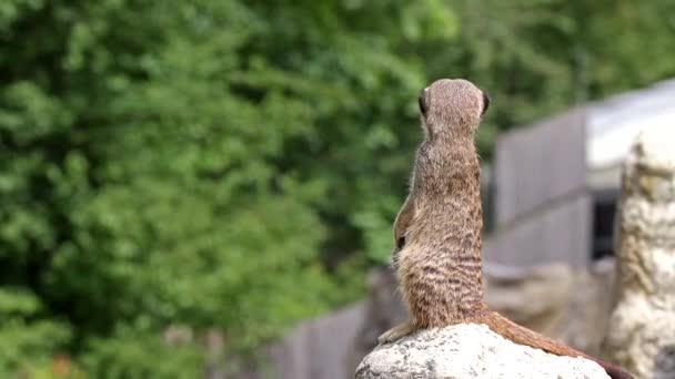 Meerkat Suricata Suricatta Sentado Una Piedra Mirando Distancia — Vídeos de Stock