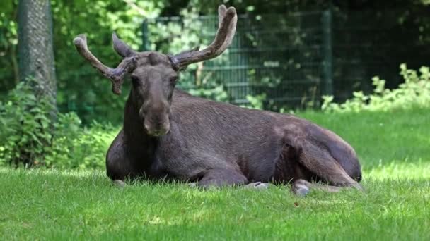 Rusa Atau Rusa Alces Alces Adalah Spesies Terbesar Yang Masih — Stok Video