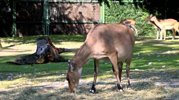 Nilgai Mucca Blu Boselaphus Tragocamelus Più Grande Antilope Asiatica Endemica — Video Stock