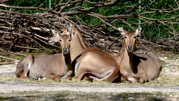 Nilgai Eller Blå Boselaphus Tragocamelus Den Största Asiatiska Antilop Och — Stockvideo