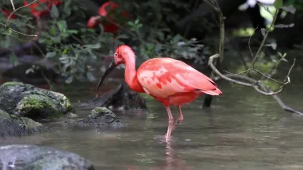 Threskiornithidae科の鳥であるEudocimus Ruberのスカーレット イビスは 甲殻類ベースの食品の結果である羽の赤みがかった色に賞賛されています — ストック動画