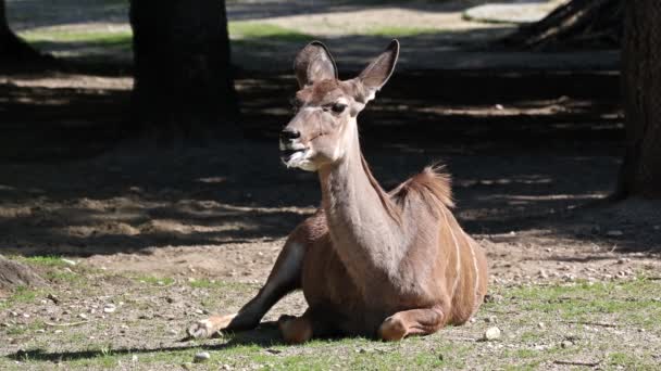 Büyük Kudu Yayılım Gösterir Strepsiceros Doğu Güney Afrika Boyunca Bulunan — Stok video