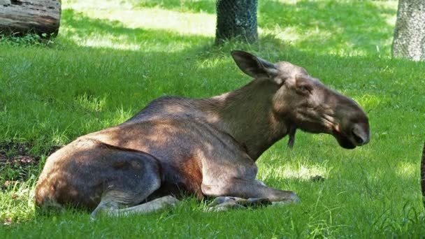 Moose Elk Alces Alces Largest Extant Species Deer Family Moose — Stock Video