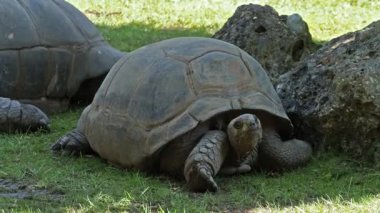 Curieuse Adası 'ndaki (Seyşeller Adası' ndaki Praslin Adası 'nın başarılı bir vahşi kaplumbağa koruma programına ev sahipliği yapan) dev Aldabra kaplumbağası (Aldabrachelys gigantea).