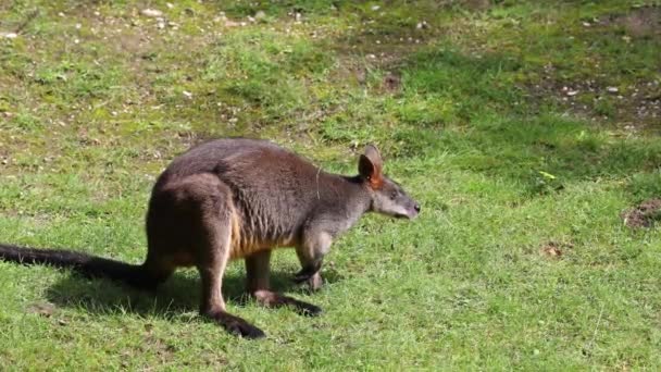 ワラビア色のスワンプ ワラビー Swamp Wallaby より小さなカンガルーの一つである このワラビーは一般に黒いワラビーとしても知られている — ストック動画