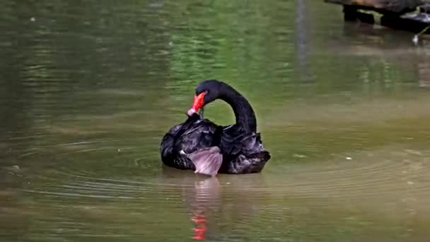 黒白鳥 Cygnus Atratus オーストラリア南東部と南西部を中心に繁殖する大型の水鳥である — ストック動画