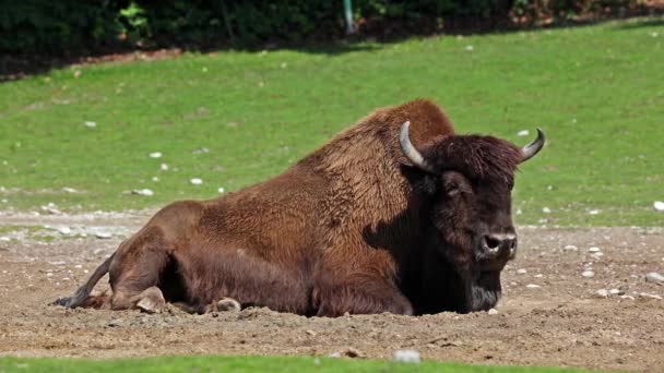 Den Amerikanska Bisonoxen Eller Helt Enkelt Bisonoxen Även Känd Som — Stockvideo