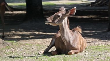 Büyük kudu, yayılım gösterir: strepsiceros Doğu ve Güney Afrika boyunca bulunan ormanlık bir antilop olduğunu..
