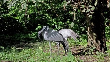 Demokiselle Crane ve Anthropoides başak kuşları gün boyunca açık yeşil çayırlarda yaşarlar. Orta Avrupa 'da bulunan bir turna türüdür.
