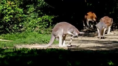 Kırmızı kanguru, Macropus Rufus tüm kanguruların en büyüğü, Avustralya 'ya özgü en büyük karasal memeli ve mevcut en büyük keseli hayvandır..