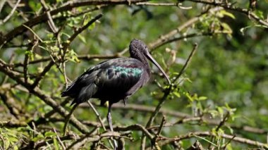Parlak aynak, Plegadis falcinellus, Threskiornithidae familyasından bir kuş türü..