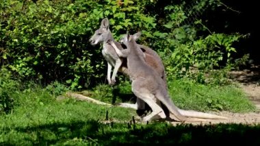Kırmızı kanguru, Macropus Rufus tüm kanguruların en büyüğü, Avustralya 'ya özgü en büyük karasal memeli ve mevcut en büyük keseli hayvandır..