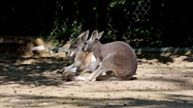 Kırmızı kanguru, Macropus Rufus tüm kanguruların en büyüğü, Avustralya 'ya özgü en büyük karasal memeli ve mevcut en büyük keseli hayvandır..