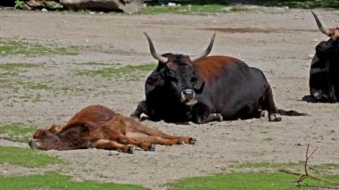 Bos Primigenius Taurus, soyu tükenmiş yaban öküzlerine benzediğini iddia etti. Alman parkında görülen yerli dağ sığırları