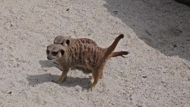 Meerkat Suricata Suricatta Sautiller Battre — Video